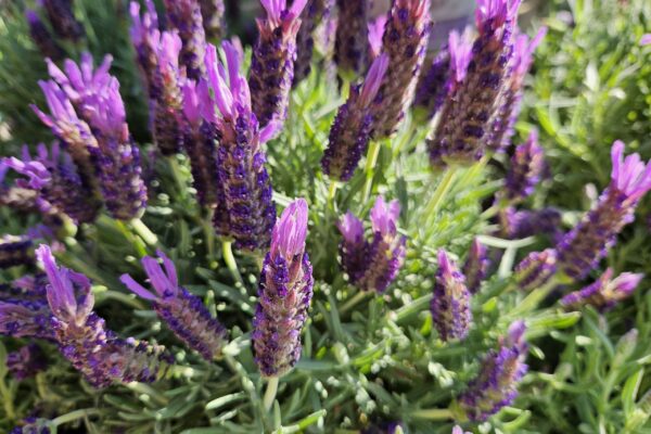 Ätherische Öle - Lavendel